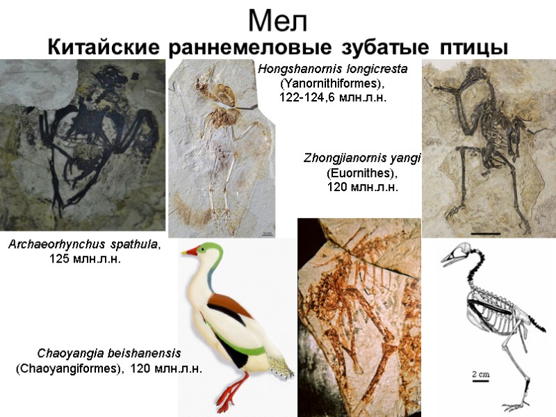 Zhongjianornis yangi (Euornithes), 120 млн.л.н. Мел Китайские раннемеловые зубатые птицы Archaeorhynchus spathula, 125 млн.л.н.